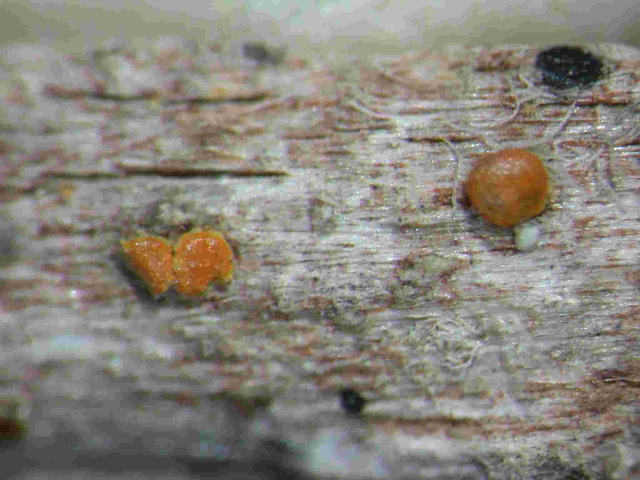 [Caloplaca cerinelloides]